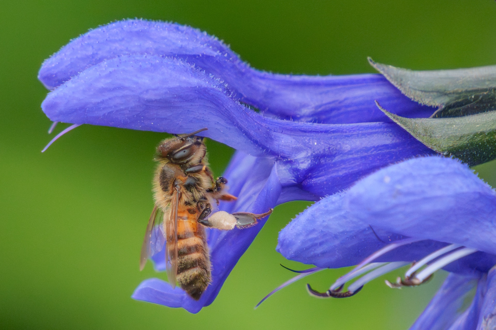 Bee on blue agapanthus